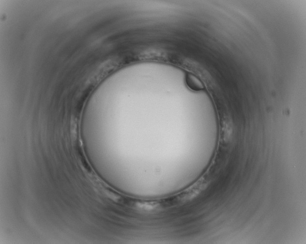 X0000083060753200702232021