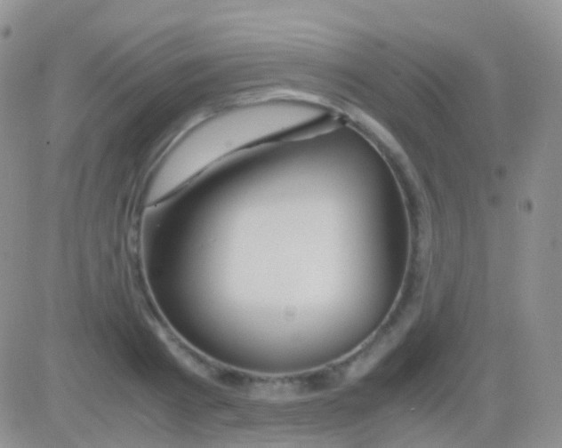 X0000083060793200702232020