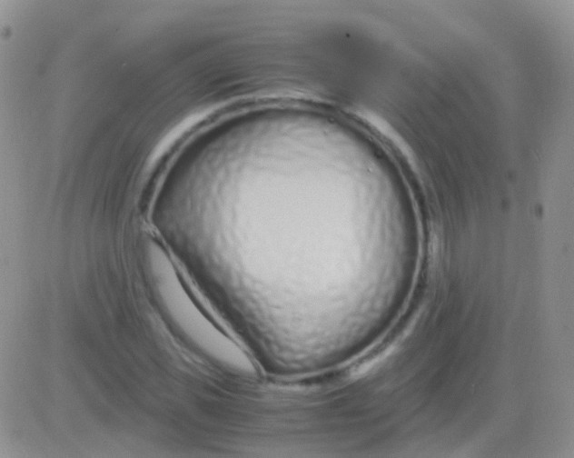 X0000083060925200702232017