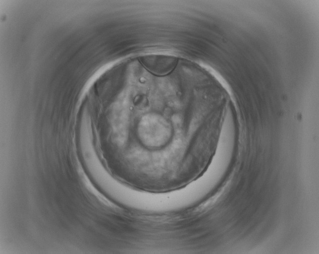 X0000083060941200702232017