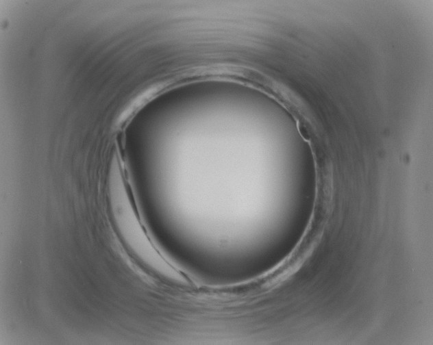 X0000083060985200702232017