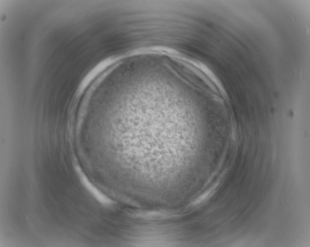 X0000083061054200702232016