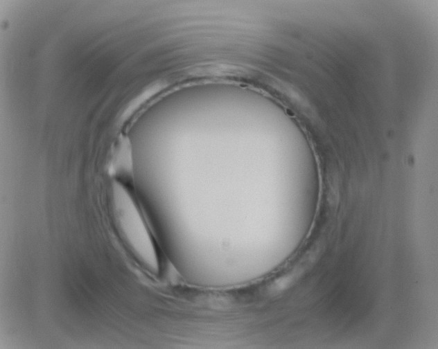 X0000083061073200702232015