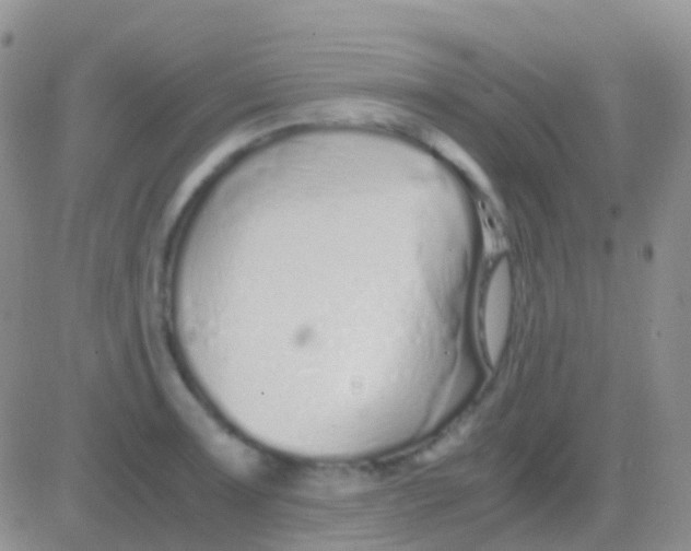 X0000083061091200702232015