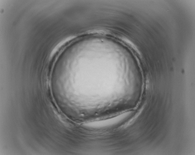 X0000083061117200702232014