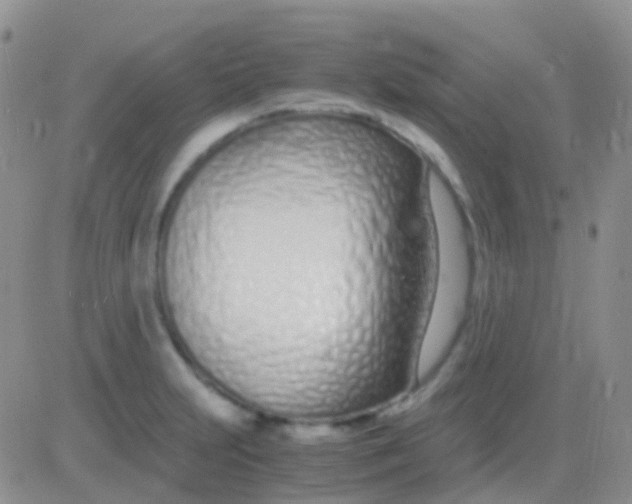 X0000083061231200702232013