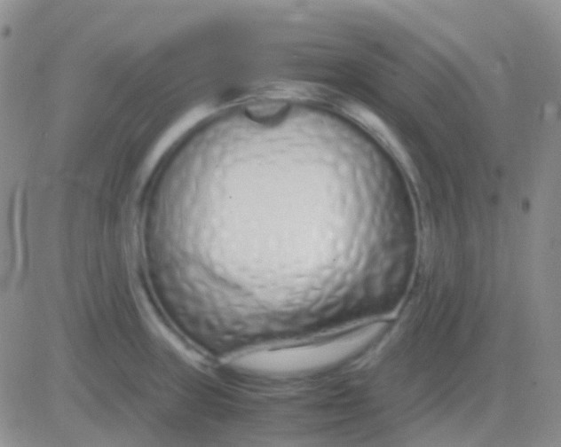 X0000083061235200702232013