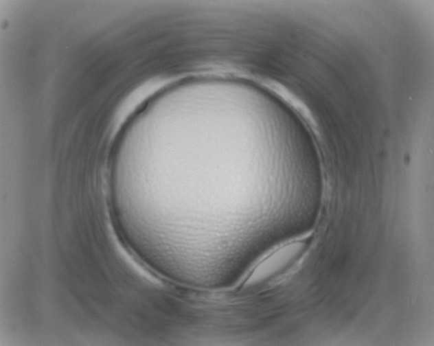 X0000083061239200702232013