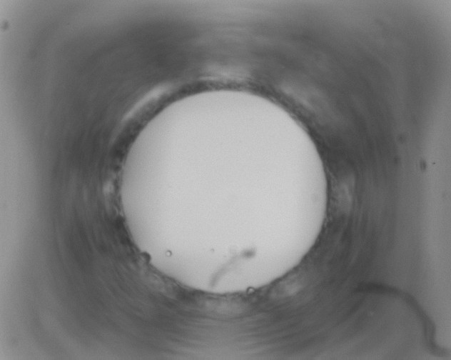 X0000083061254200702232012