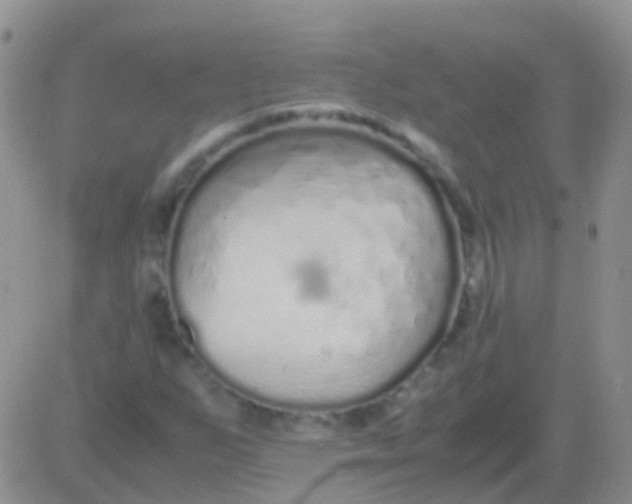 X0000083061255200702232012