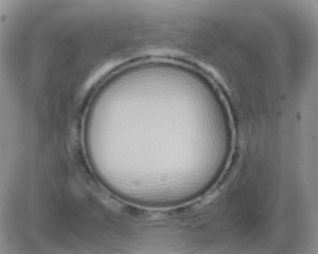 X0000083061263200702232012