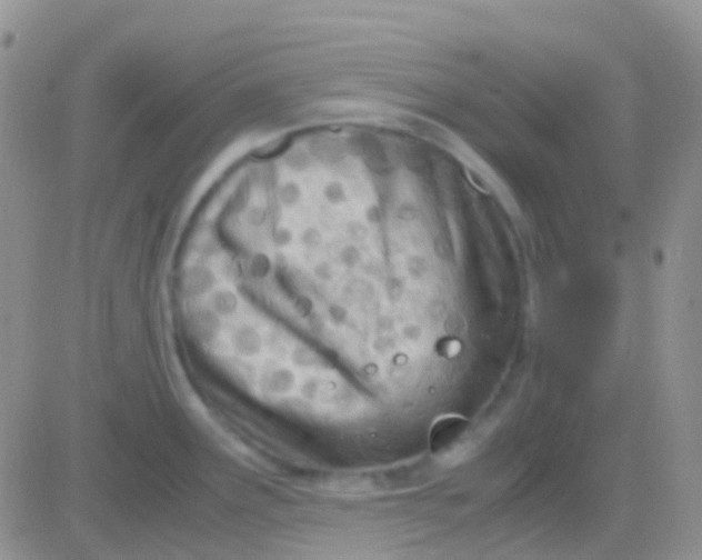 X0000083061291200702232011