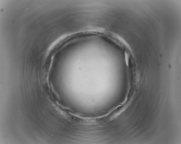 X0000083061310200702232011