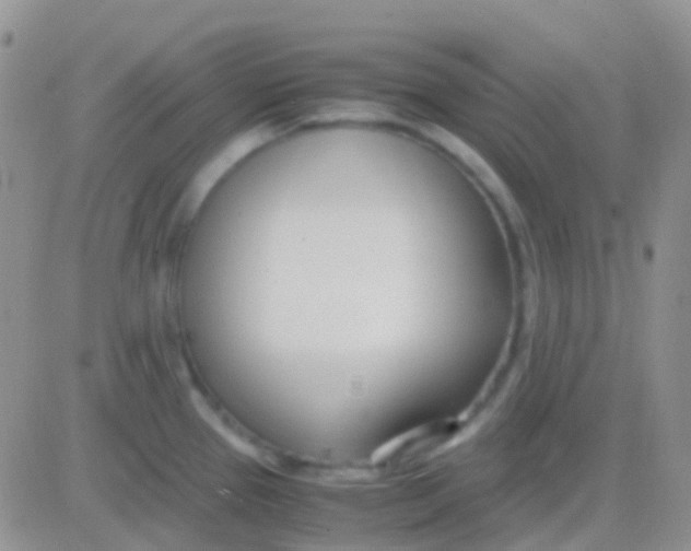 X0000083061337200702232011