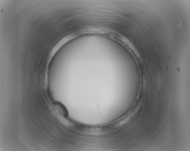 X0000083061370200702232010