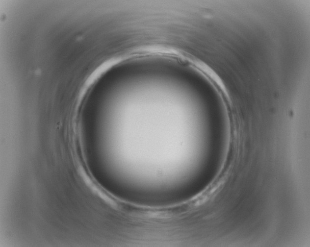 X0000083061381200702232010