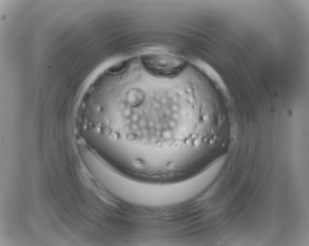 X0000083061435200702232010