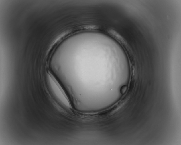 X0000083060725200703022133