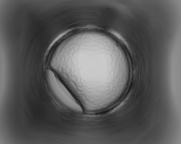 X0000083060925200703022130