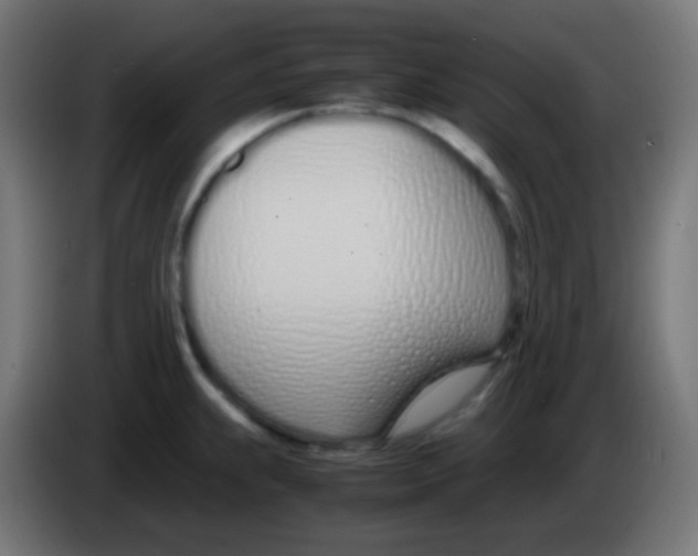 X0000083061239200703022126