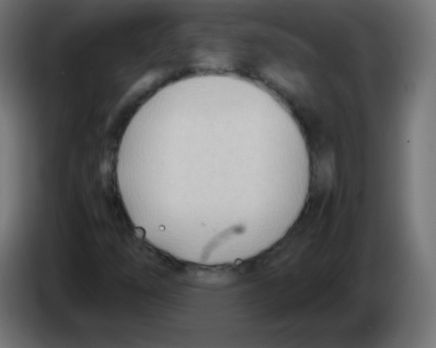 X0000083061254200703022126