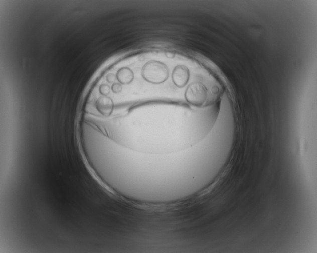 X0000083061432200703022123