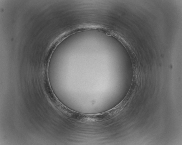 X0000083070352200702021016