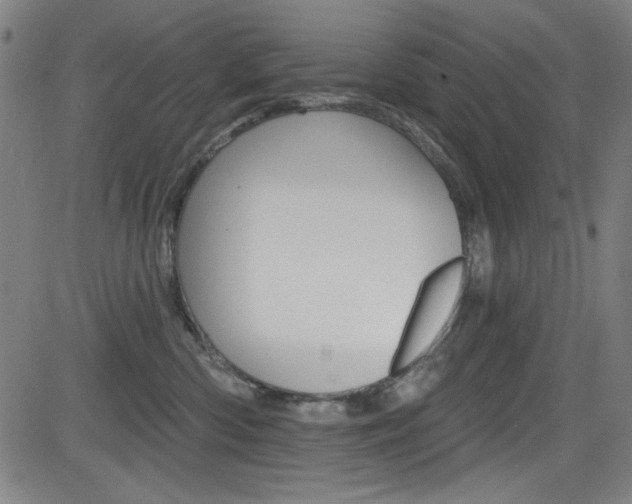 X0000083070426200702021015