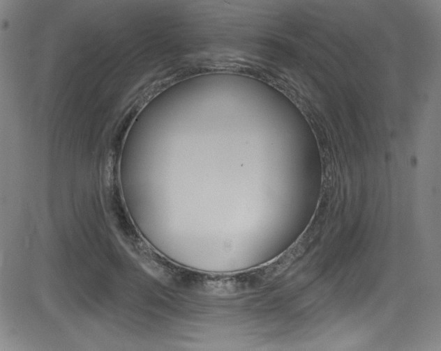 X0000083070744200702021010