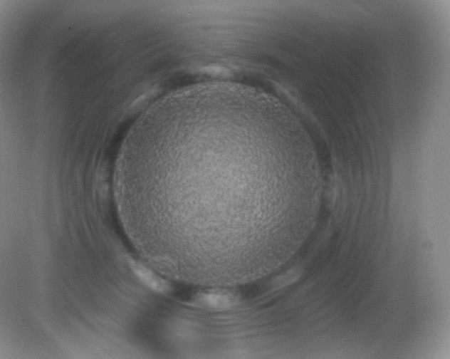X0000083070466200702021259