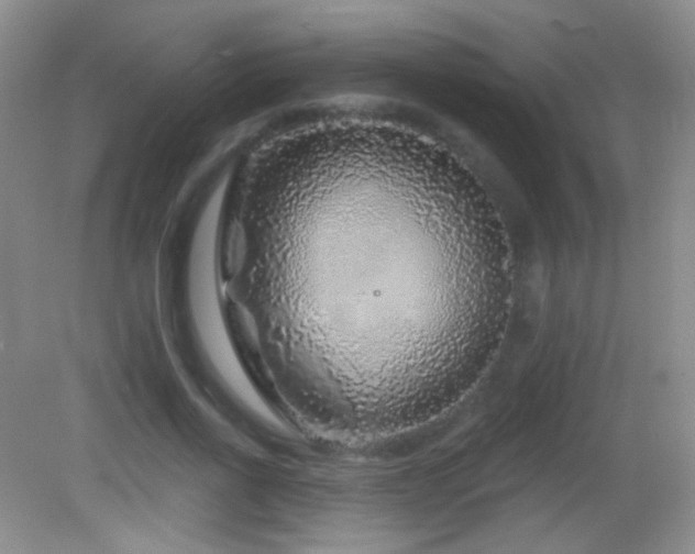 X0000083070734200702021254