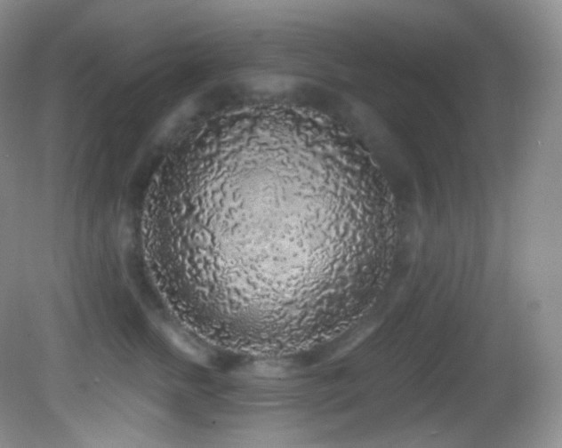 X0000083070758200702021254