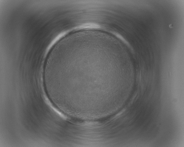 X0000083071325200702021245