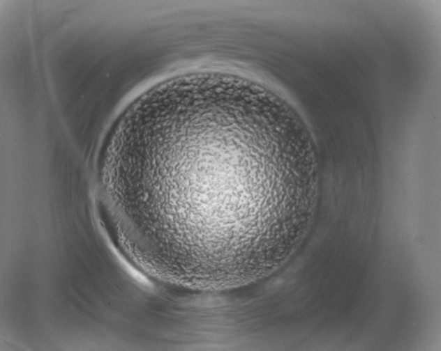 X0000083071525200702021242