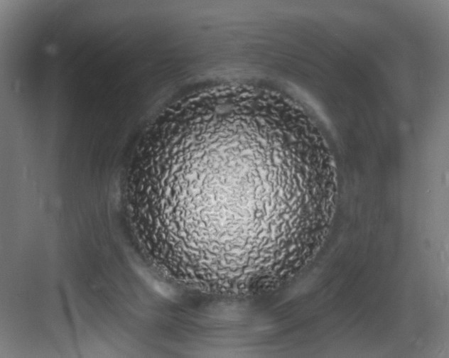 X0000083070065200702091541