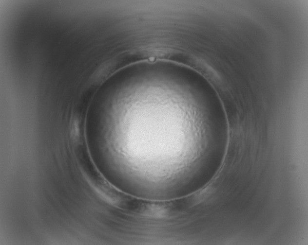 X0000083070166200702091539