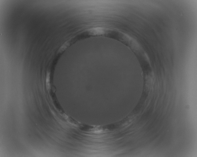 X0000083070267200702091538