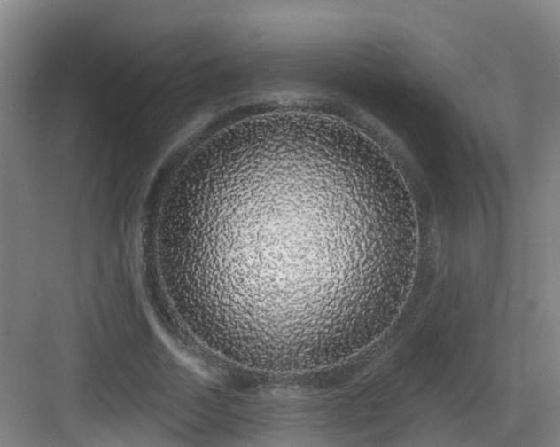 X0000083070730200702091529