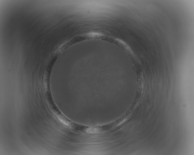X0000083070762200702091530