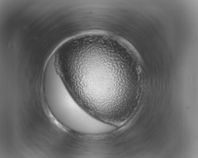 X0000083070860200702091528