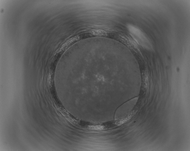 X0000083070266200702161829