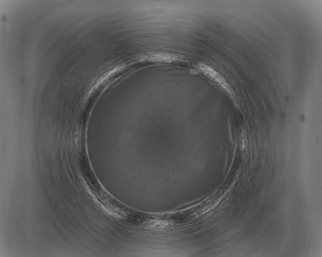 X0000083070352200702161827