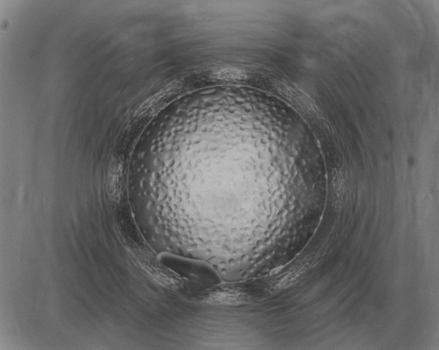 X0000083070364200702161827