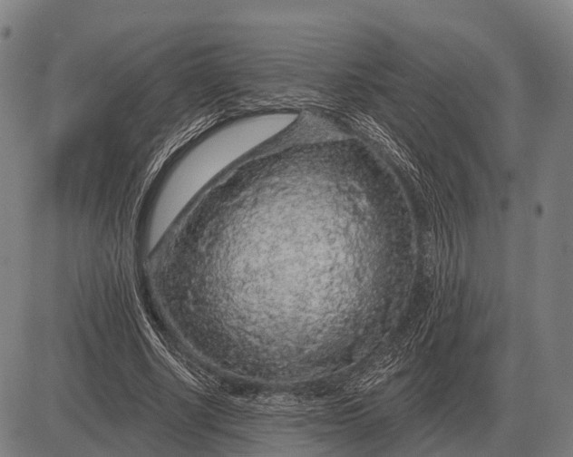 X0000083070634200702161822