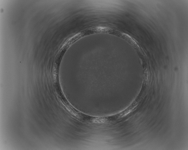 X0000083070762200702161821
