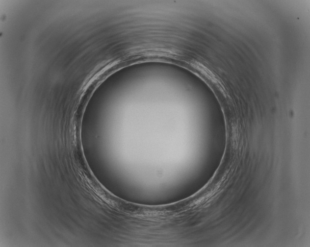 X0000083070782200702161820