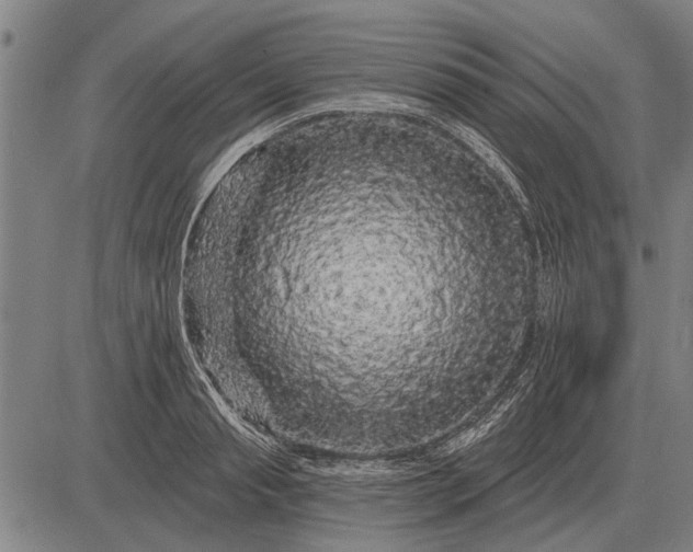 X0000083070845200702161819