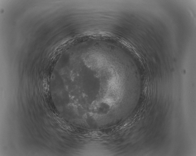 X0000083070966200702161817