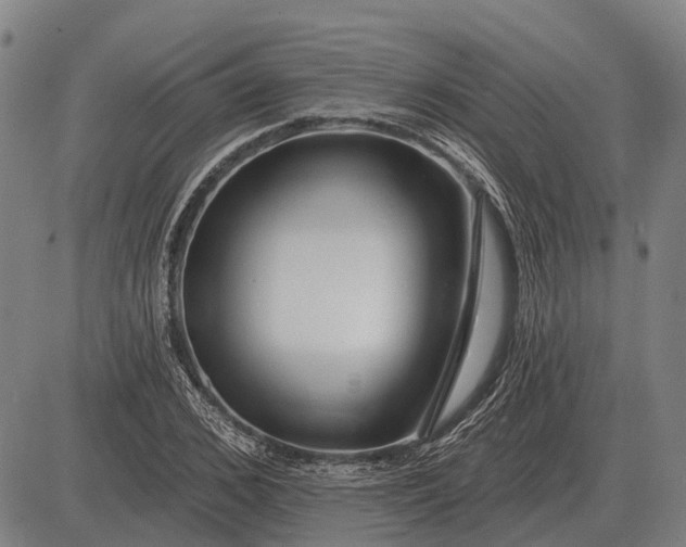 X0000083070976200702161817