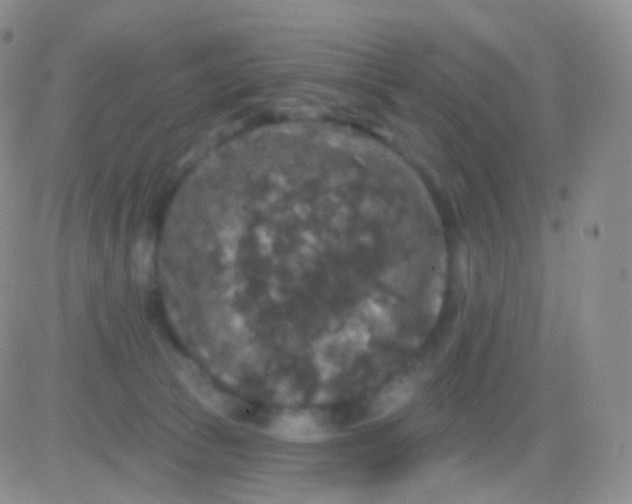 X0000083070177200702232056